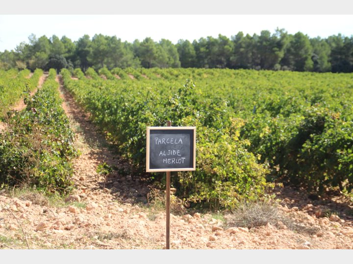 Bodegas Nodus