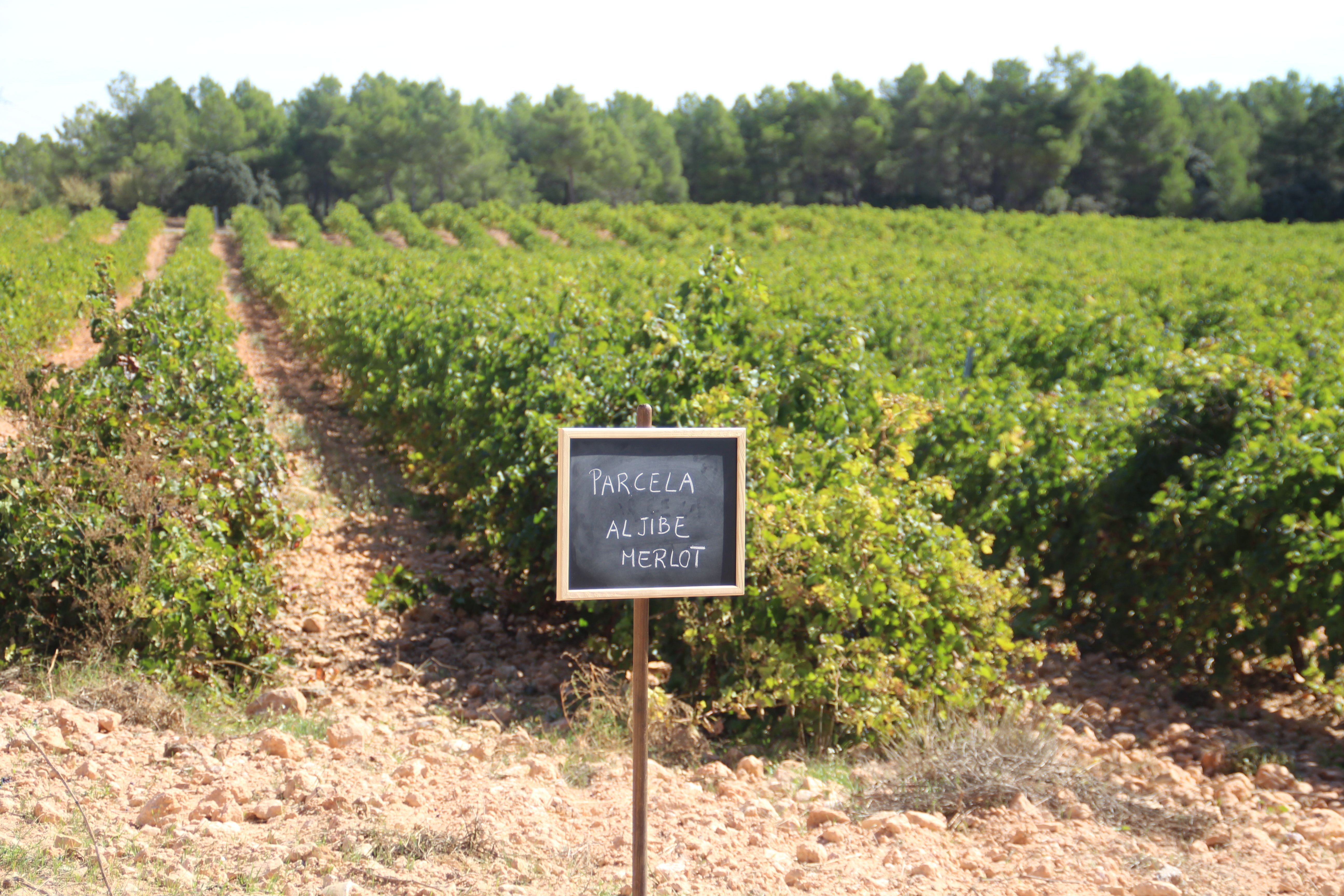 Bodegas Nodus