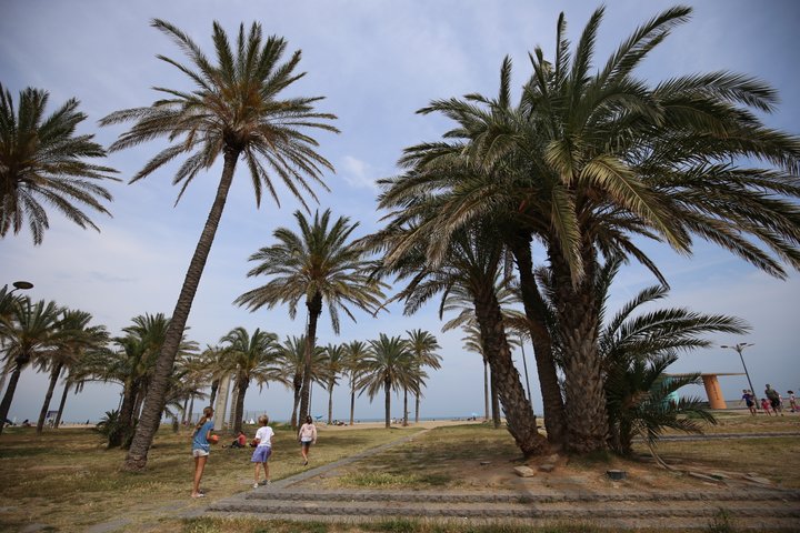 Playa PATACONA. Alboraya
