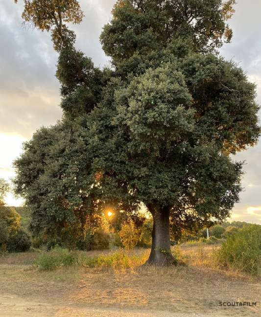 MASÍA MAS TORRENT - GERONA