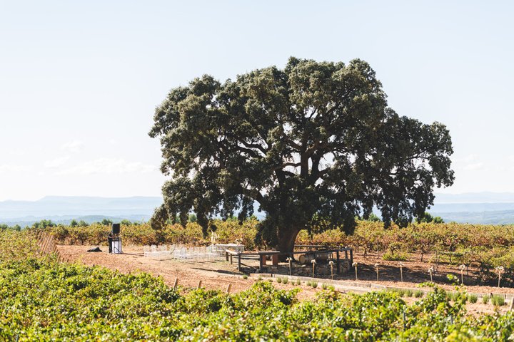 Bodegas Nodus