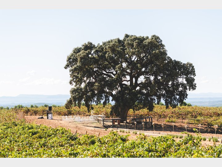 Bodegas Nodus