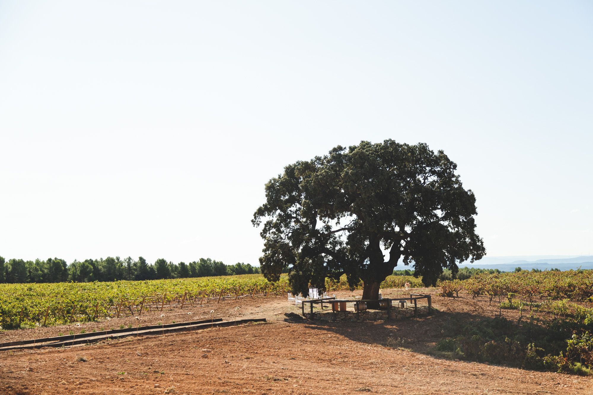 Bodegas Nodus