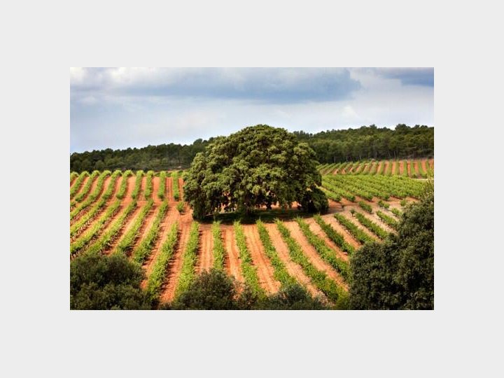 Bodegas Nodus