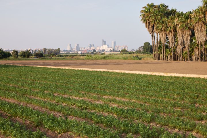L'horta