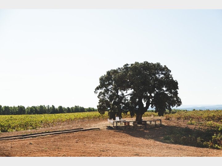 Bodegas Nodus