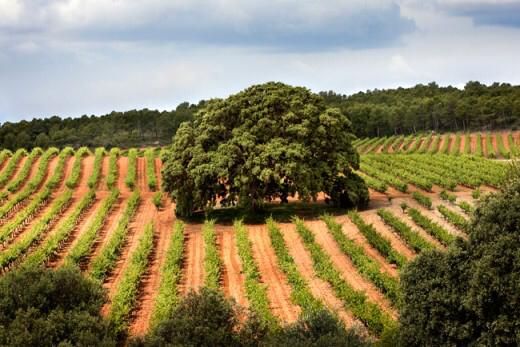 Bodegas Nodus