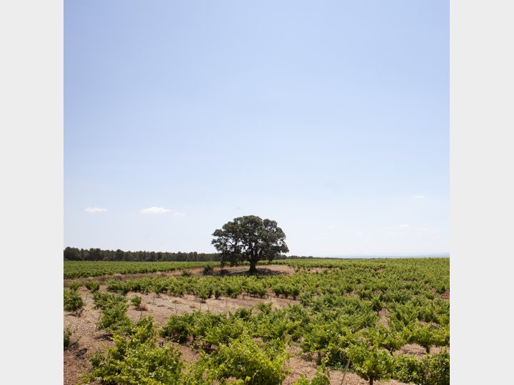 Bodegas Nodus