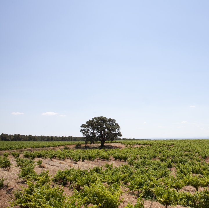 Bodegas Nodus