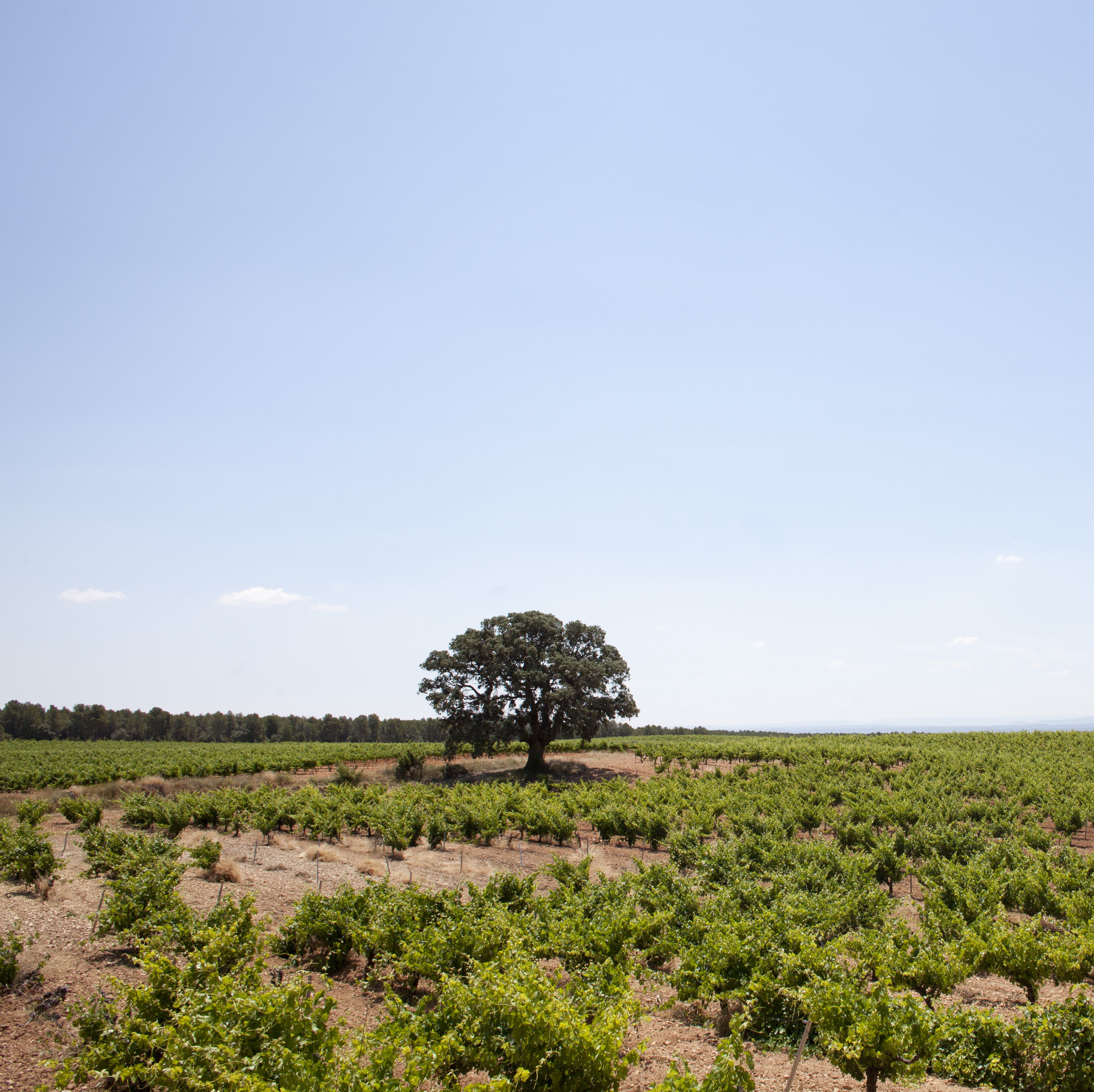 Bodegas Nodus