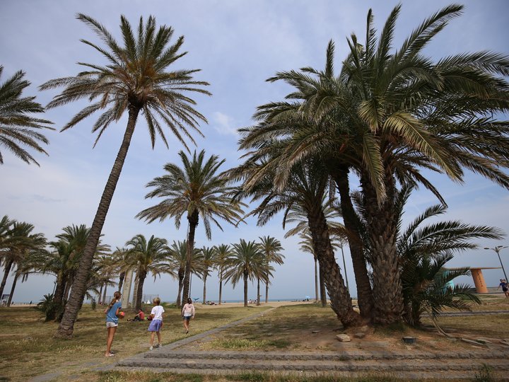 Playa PATACONA. Alboraya