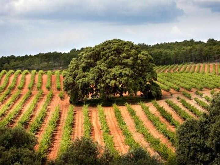 Bodegas Nodus