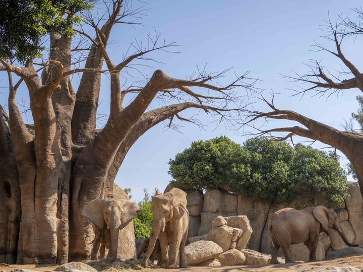 BIOPARC