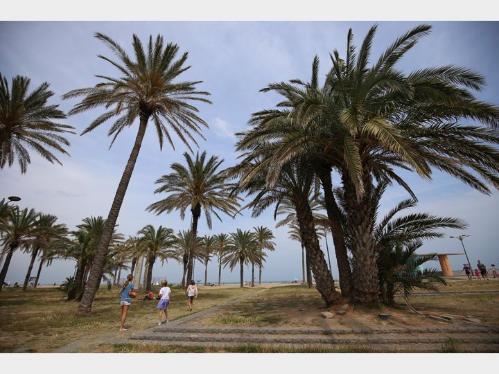 Playa PATACONA. Alboraya